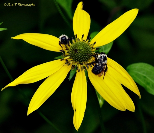 {Rudbeckia laciniata}